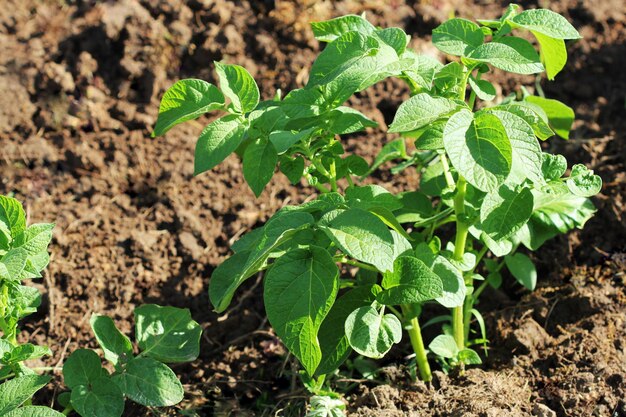 Grüne Kartoffelpflanze Blatt von Gemüse Bio-Lebensmittellandwirtschaft im Gartenfeld oder auf dem Bauernhof