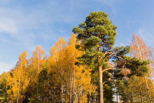 Grüne Kiefer im Birkenbaumwald. Herbstlandschaft