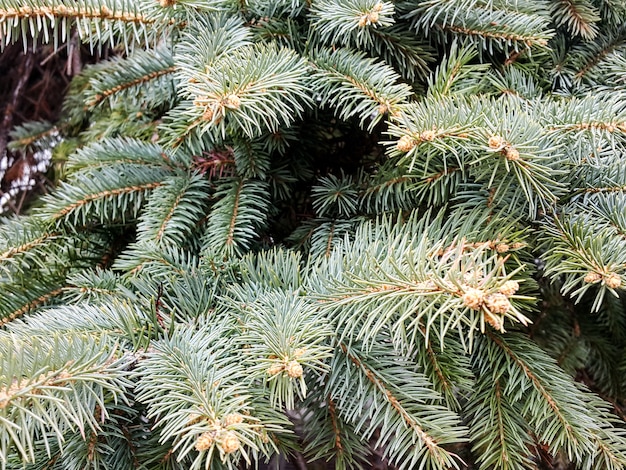 Grüne Kiefer oder immergrüner Baum, fühlen sich frisch, wenn Sie das sehen.