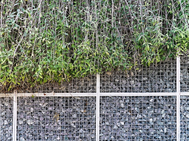 Grüne Kletterpflanzen über Maschendraht-Steinwand