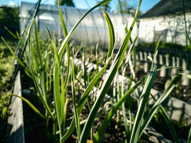 Grüne Knoblauchfedern im Garten Anbau von Allium sativum L