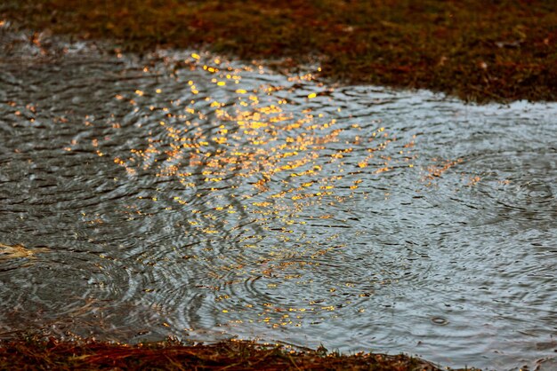 Grüne Knospen im Regen und gelbe Töne mit Sonnenstrahlen regnen über den stürmischen