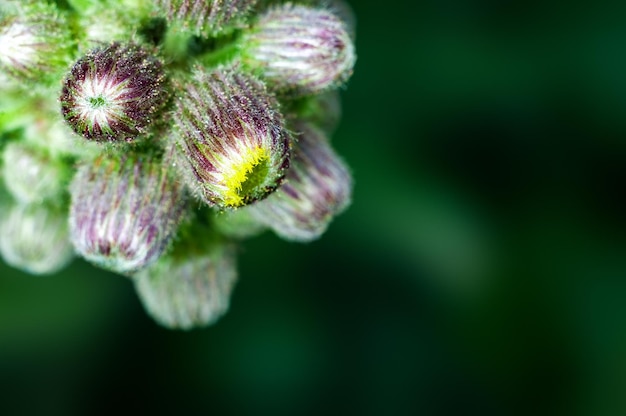 Grüne Knospen in Grün