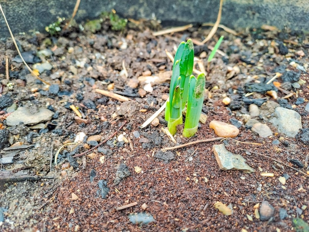 Grüne Knospen von Frühlingsblumen, Winterpflanzen, mehrjährige Pflanzen, die im Winter wachsen.