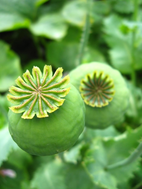 Grüne Köpfe einer Mohnblume