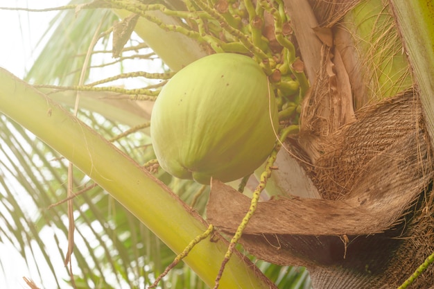 Foto grüne kokosnuss am meer