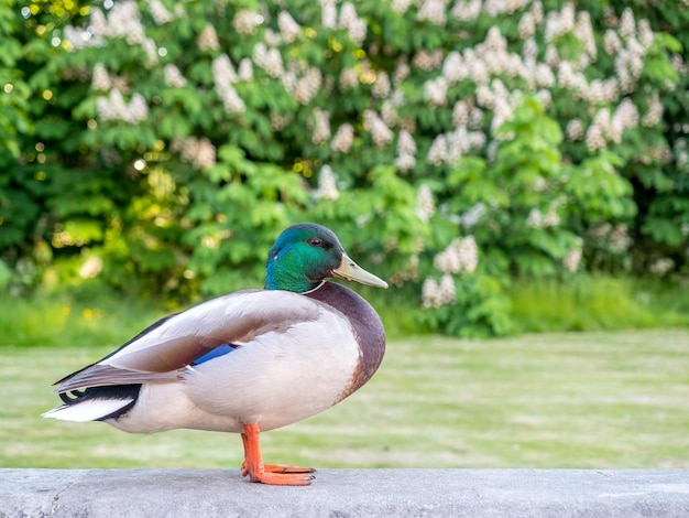 Grüne Kopfente im Park