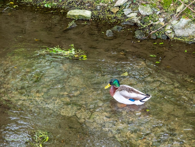 Grüne Kopfente schwimmt im Fluss