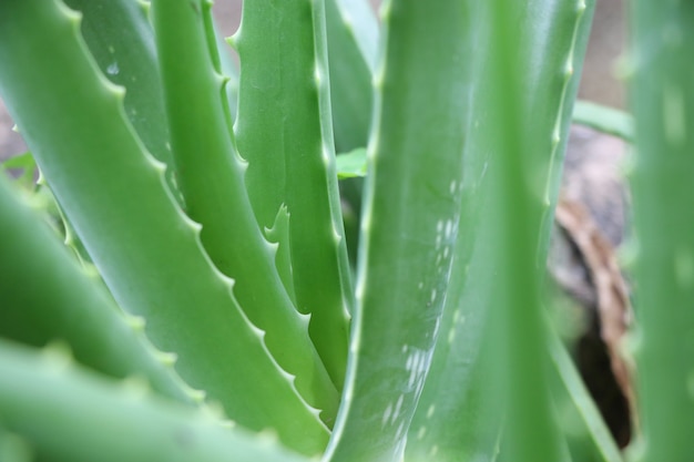 Grüne Kräuterfarbe der Aloevera-Blattpflanze im Naturhintergrund