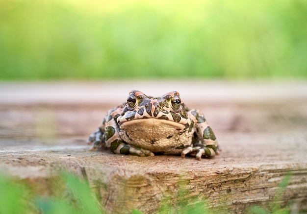 Grüne Kröte im Garten