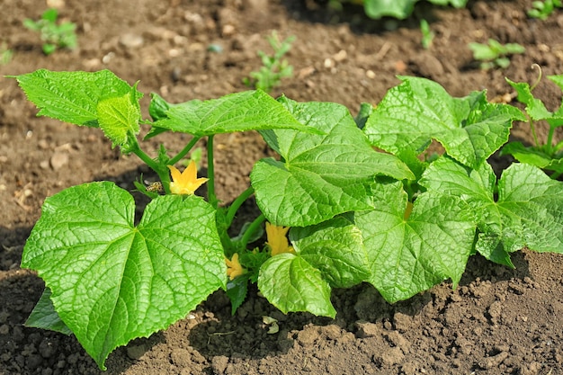 Grüne Kürbispflanze, die an sonnigen Tagen im Garten wächst