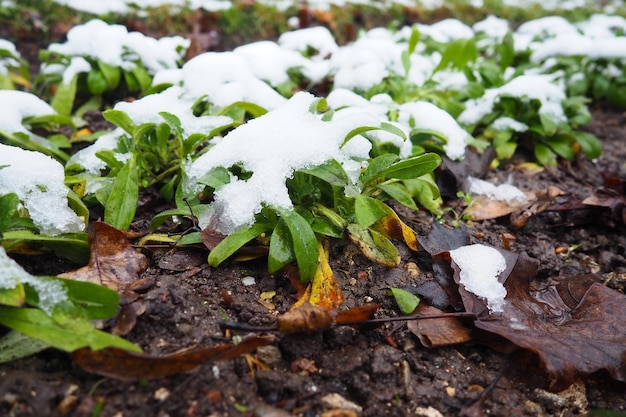 Grüne Kulturpflanze mit Blättern unter frischem weißen Schnee Schneewehe im Blumenbeet Frost- und kältebeständige Blumen im Garten Erster Schnee Rasen in der Stadt
