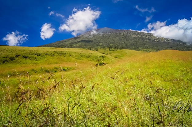 Grüne Landschaft auf den Hügeln des Vulkans Gunung Rinjani