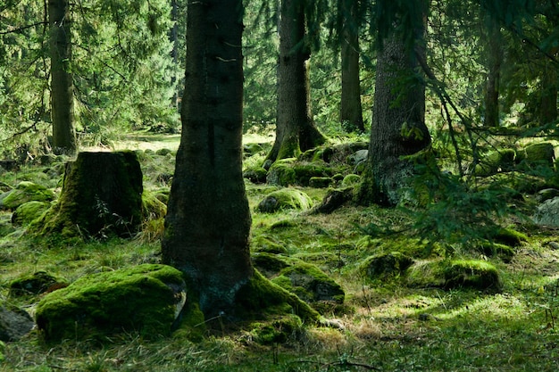 Grüne Landschaft mit Bäumen