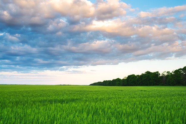 grüne Landschaft