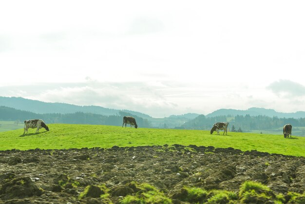 Grüne Landschaftsdorflandschaft am Herbst in der Schweiz