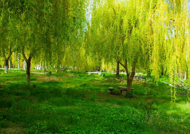 Grüne Landschaftslandschaft im Sommer