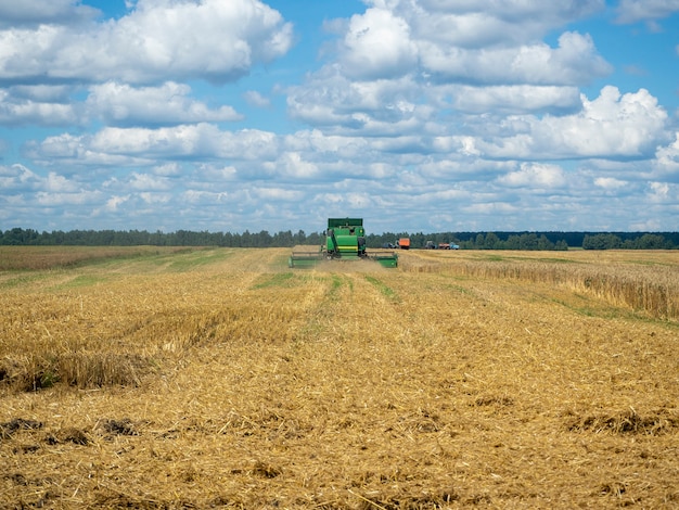 Grüne landwirtschaftliche Erntemaschine auf dem Gebiet sammelt Weizen. Rückansicht. Landmaschinen für die Ernte. Konzept der Landwirtschaft