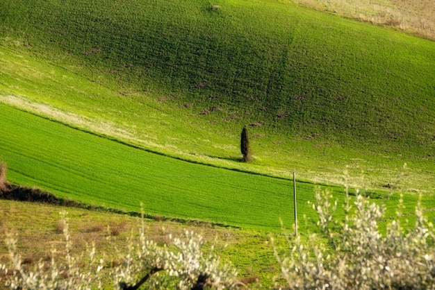 Grüne landwirtschaftliche Felder der Landschaftslandschaft zwischen Hügeln