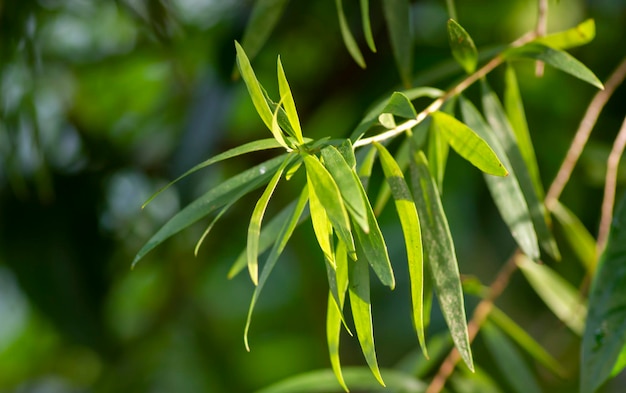 Grüne leves von Cajuput lässt Melaleuca cajuputi im flachen Fokus