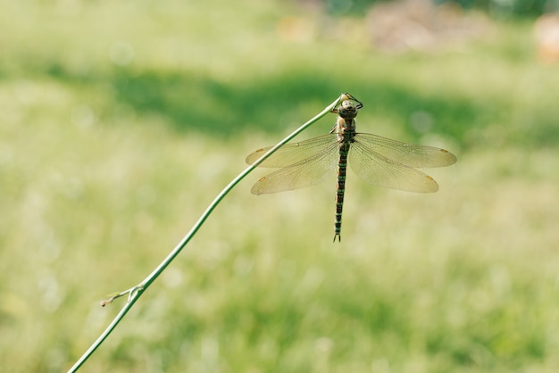 Grüne Libelle in der wilden Natur.