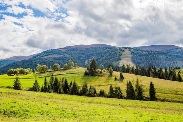 Grüne Lichtung mit Nadelbäumen auf einem Hintergrund von Bergen