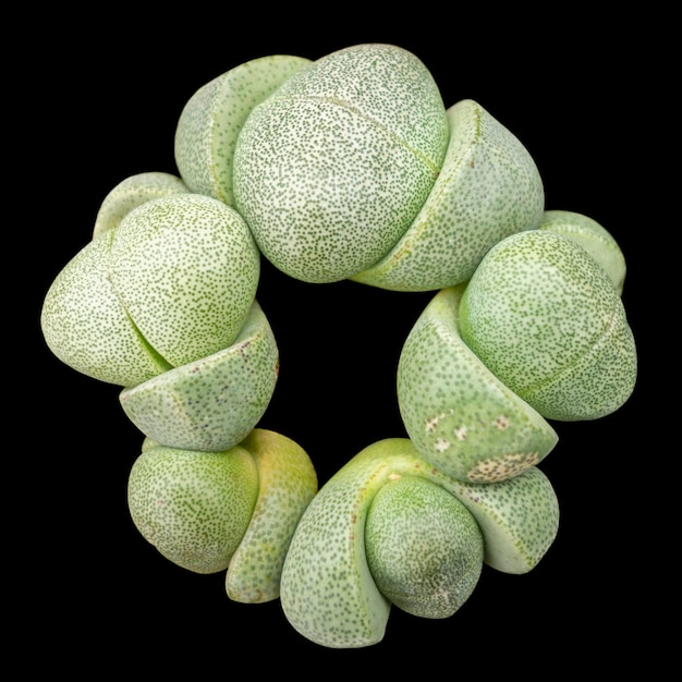 Grüne Lithops