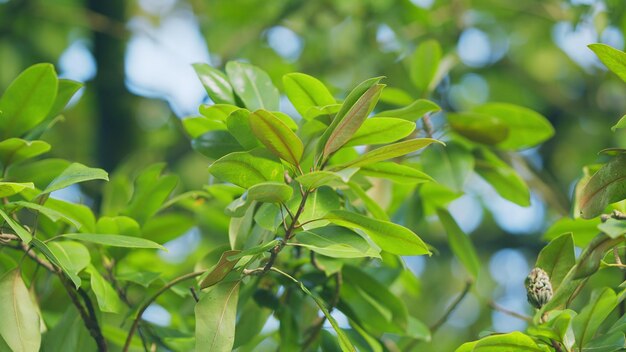 Grüne Magnolia-Samenkapsel oder -Kegel mit großen hellen Blättern Baum der Familie Magnoliaceae selektiver Fokus