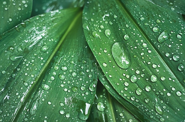Grüne Maiglöckchenblätter mit Regentropfen