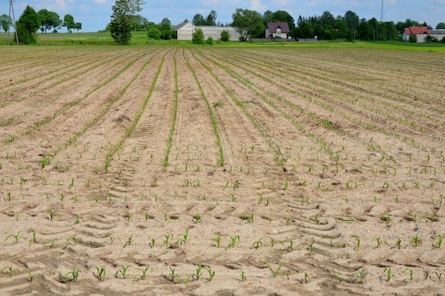 Grüne Maisfeldfarm auf dem Land