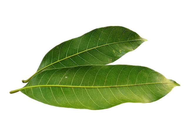Grüne Mangifera indica oder Mangoblätter auf weißem Hintergrund Pflanze mit grünen Blättern
