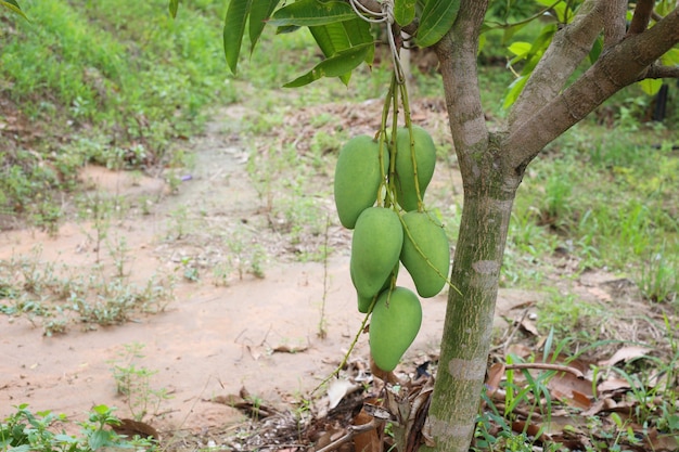 Grüne Mango ist nicht reif an den Bäumen im Obstgarten, Obstgarten in den Tropen von Thailand.