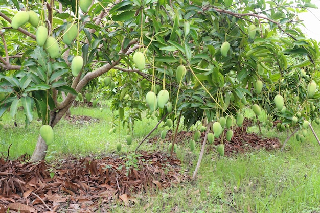 Grüne Mango ist nicht reif an den Bäumen im Obstgarten, Obstgarten in den Tropen von Thailand.