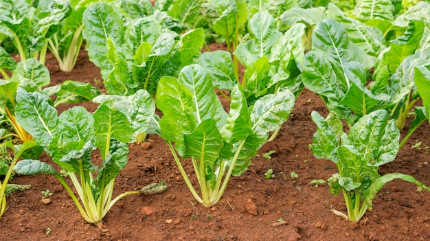 Grüne Mangoldpflanze in einem Gemüsegarten.