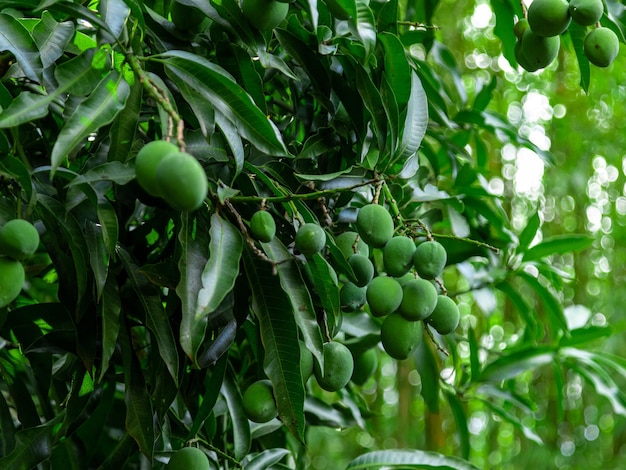 Grüne Mangos am Baum in einer brasilianischen Plantage. Mango.