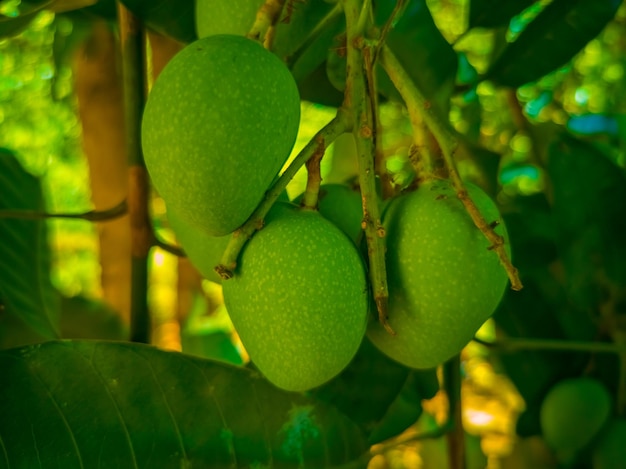 Grüne Mangos auf dem Baum