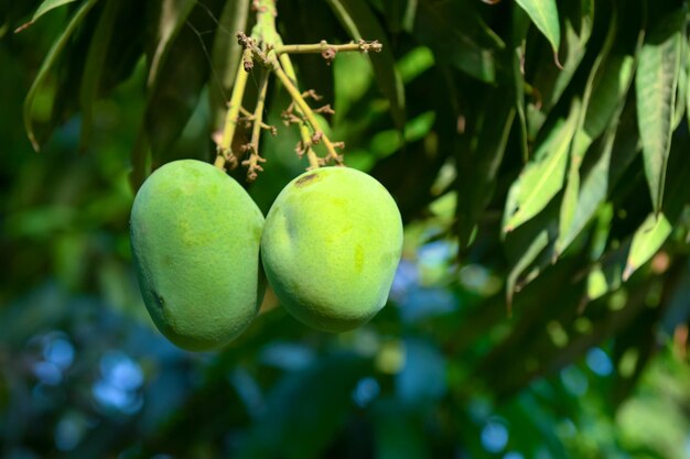 Grüne Mangos auf einem Baum mit grünen Blättern