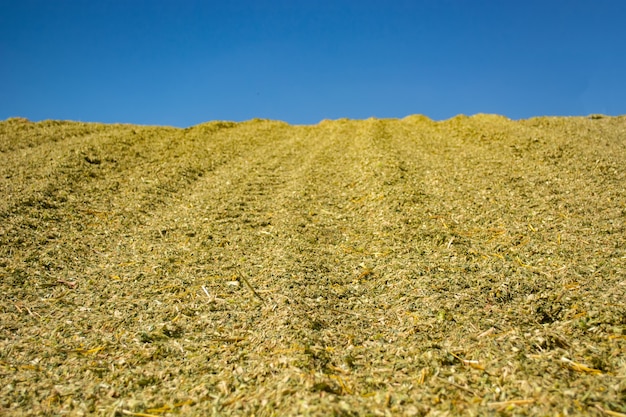 Grüne Masse der Maissilage während der Platzierung in der Grube