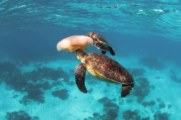 Grüne Meeresschildkröte (Chelonia mydas) spielt mit einer Qualle unter dem Meer