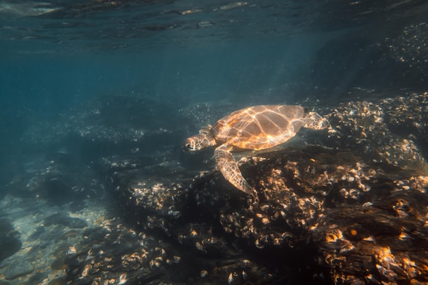 Grüne Meeresschildkröte schwimmt unter Wasser in einem blauen OceanWildlife ConceptCopy Space