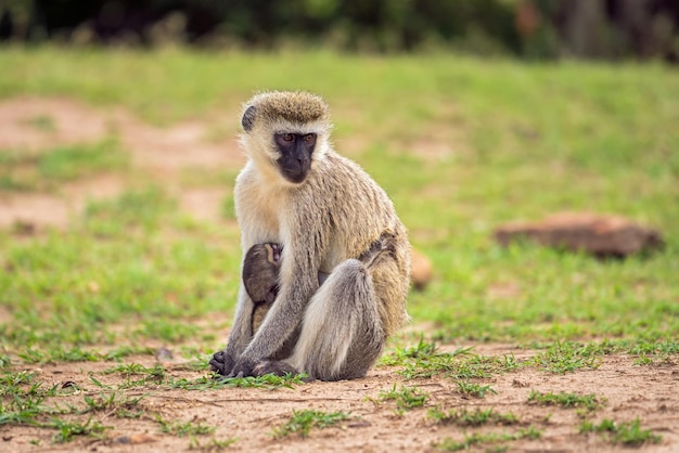 Grüne Meerkatze mit einem Baby