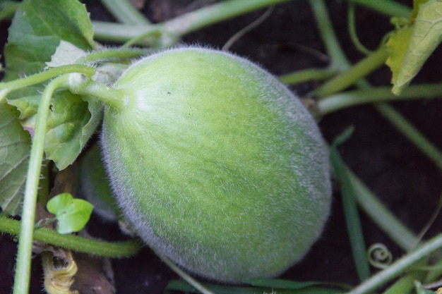 Grüne Melone im Bio-Garten