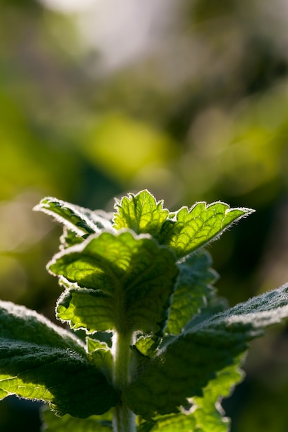 Grüne Minze im Garten