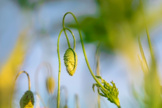 Grüne Mohnknospen untermalen den blauen Himmel