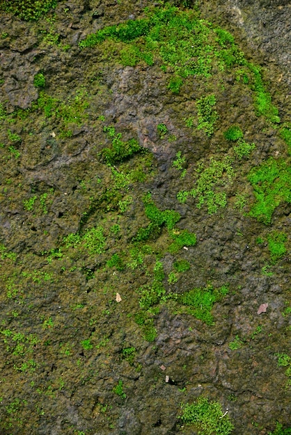 Grüne Moosbeschaffenheit im Naturgrünmoos auf Steinhintergrund.