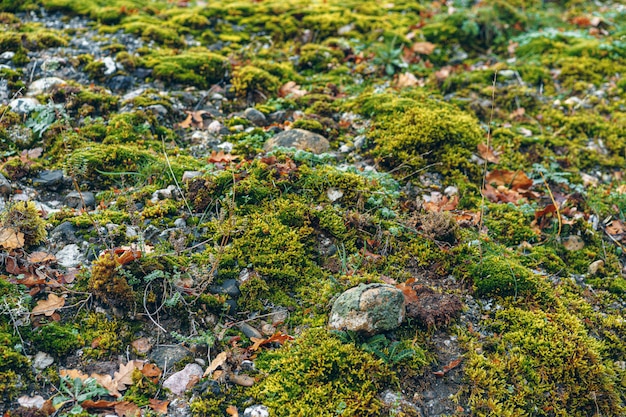 Grüne Mooshintergrundbeschaffenheit in einem Holz