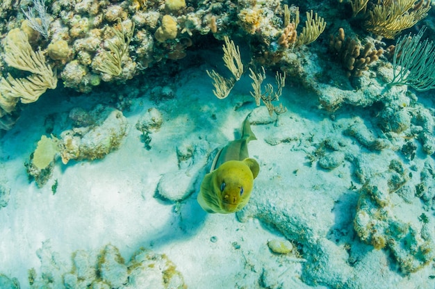 Foto grüne muräne schwimmt in richtung kamera