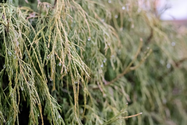 Grüne Nadelbaumzweige in Wassertropfen