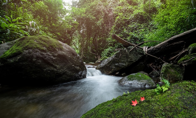 Grüne Natur im Dschungel mit kleinem Wasserfall und rotem Ahornblatt