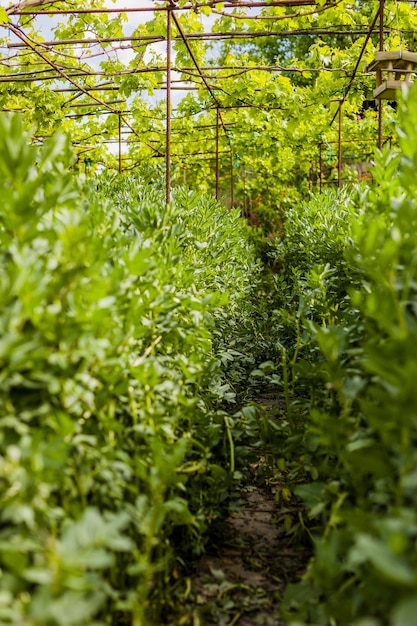 grüne Natur Sommer und Frühling Hintergrund städtische Gartenlandwirtschaft verschwommen organischer Gartenbau